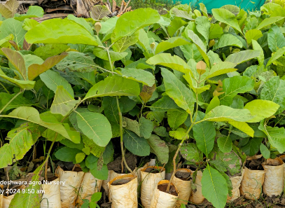 Teak Wood (2.5-3 ft) Plants — Teak sapling available at Agro Nursery Garden